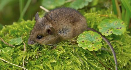 There are many kinds of mice. These are the most common in Southern California.