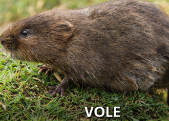 Vole