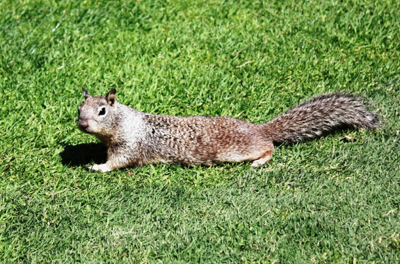 Corky's Rodent Control Services