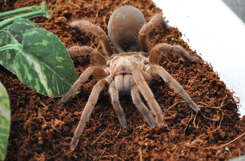 A large brown tarantula spider on substrate next to a green plant leaf