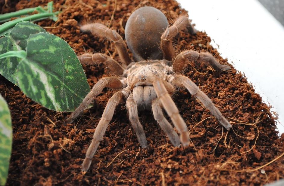 TARANTULAS ARE LOOKING FOR LOVE  EARLY IN SOUTHERN CALIFORNIA