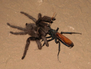 wasp dragging envenomed tarantula 