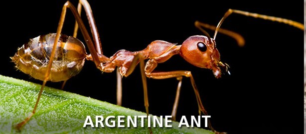 Argentine Ants and Chemical Warfare