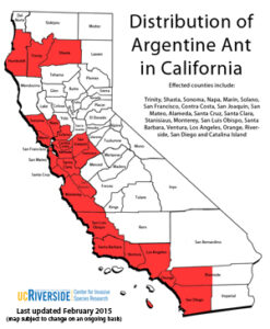 Argentine ant in California