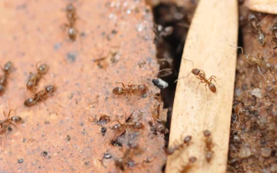 Argentine Ants in California: Why Trails Keep Coming Back (and How to Stop Them)