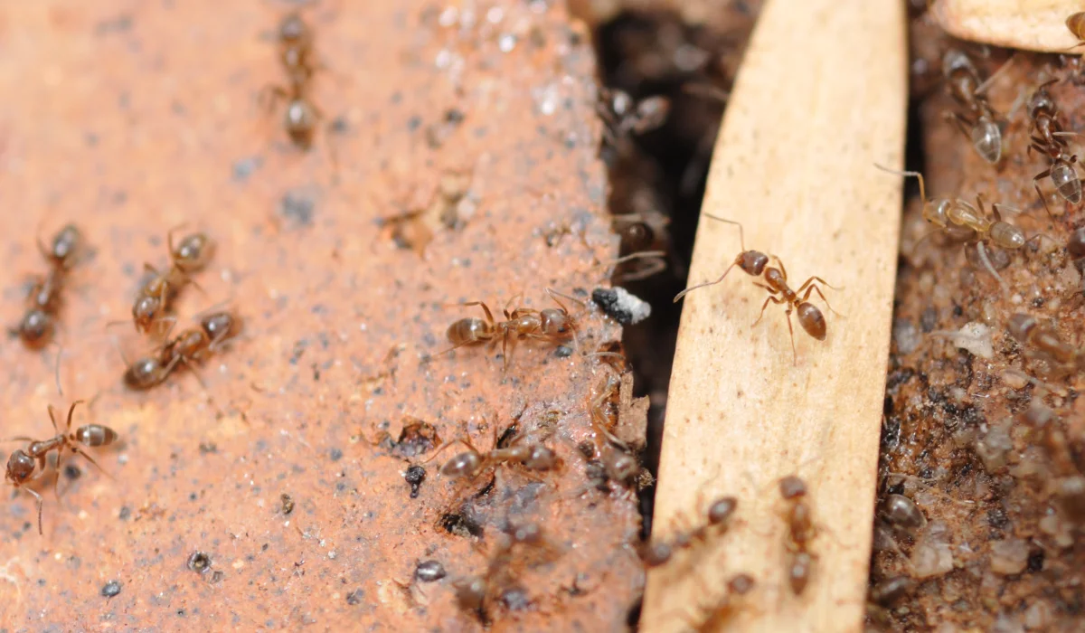 Argentine ant, one of the most common bugs in Granada Hills California