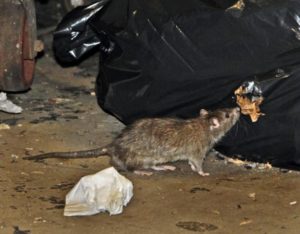rat-in-trach