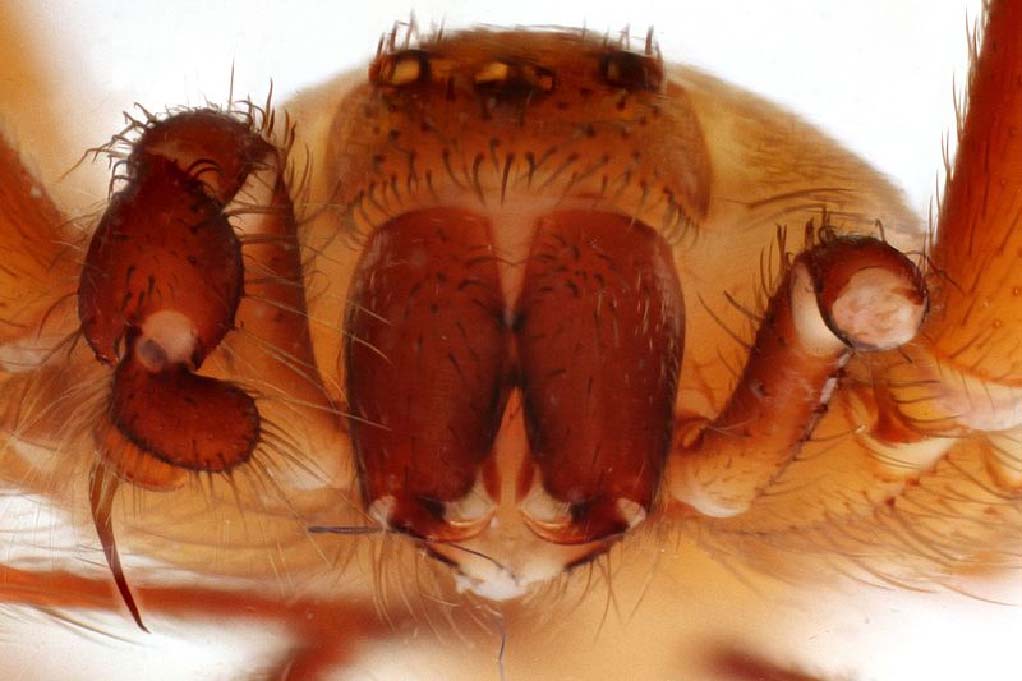 SPIDER ID : Spider Identification : Identify Spiders: Corky's Pest Control
