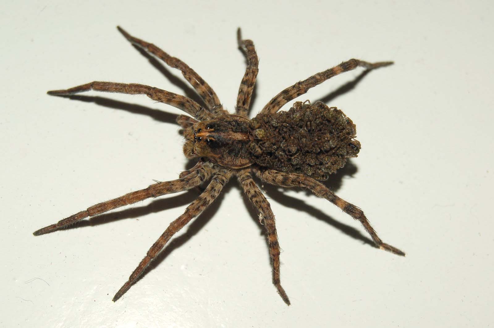 Spider Chart California