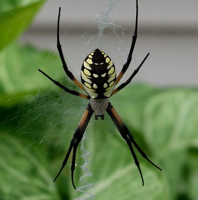 Spider Id Spider Identification Identify Spiders Corky S Pest Control