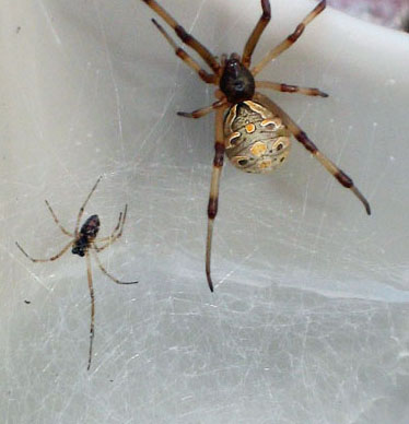 Spider Identification Chart California