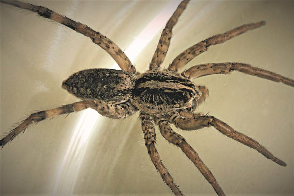 Spider Identification Guide How to Identify Common Spiders With Ease