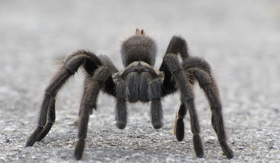 Spider Chart California