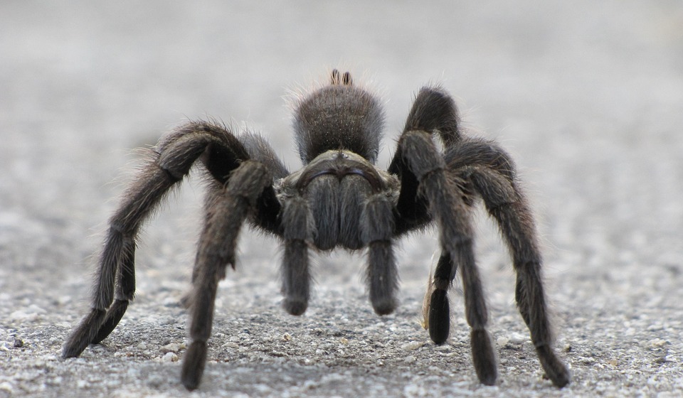 Spider Identification Chart California