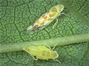 leafhopper-002