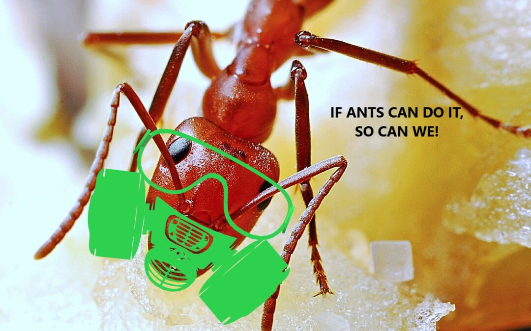 Ants Stop Epidemics and Keep the Colony Healthy!