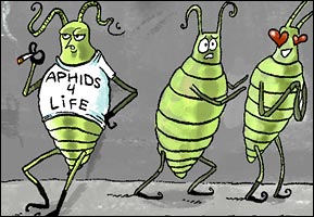 Aphids