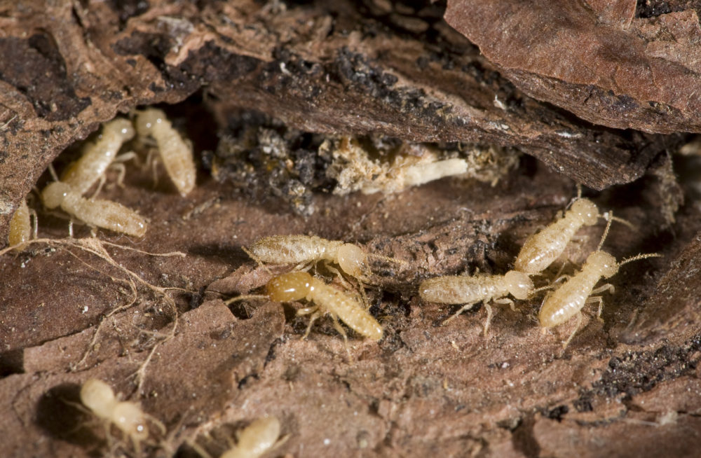 Termites Have An Appetite For Life