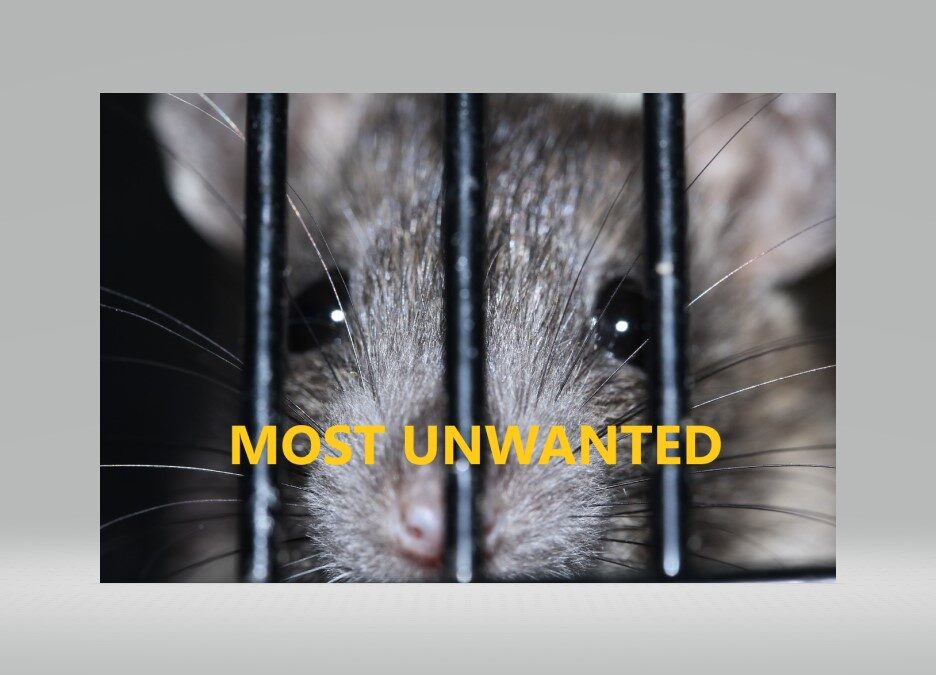 Rats and Mice, Fall’s Most Unwanted.