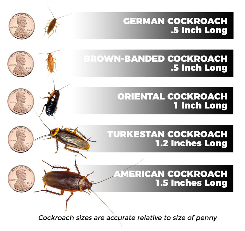 Types Of Cockroaches Corky's Pest Control Services & Termite Services