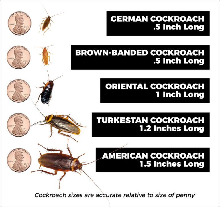 Roach Identification Chart