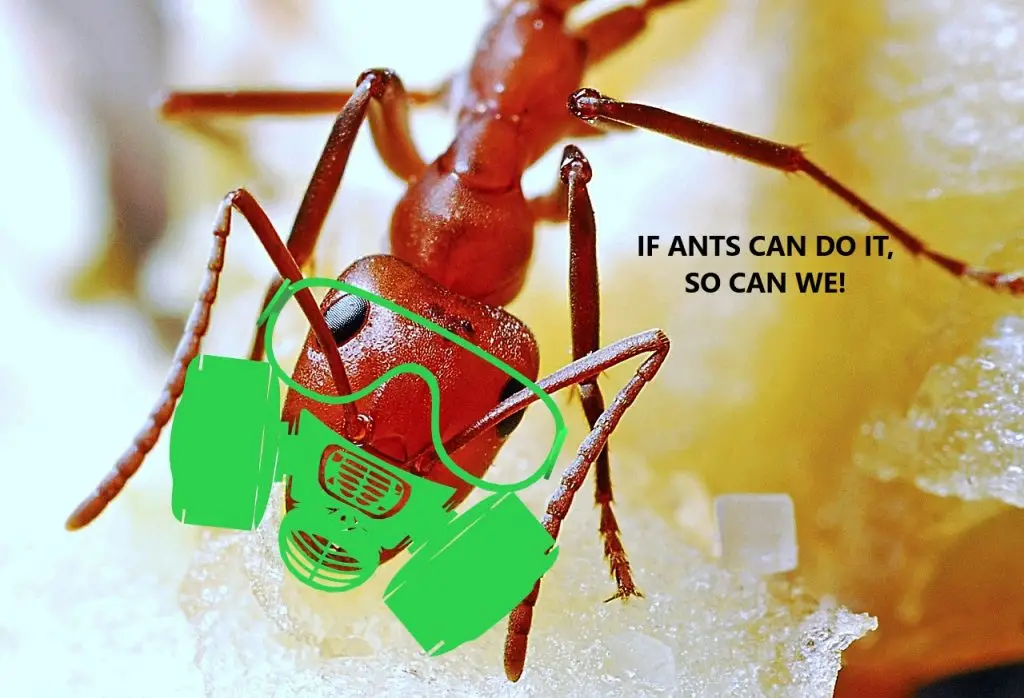Red ant wearing a green face mask with text "If ants can do it, so can we!"