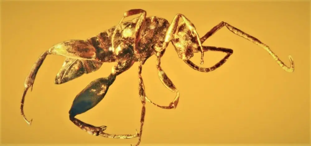 Amber-colored fossil specimen showing an insect with ant-like body, wasp wings, and elongated legs against a yellow background