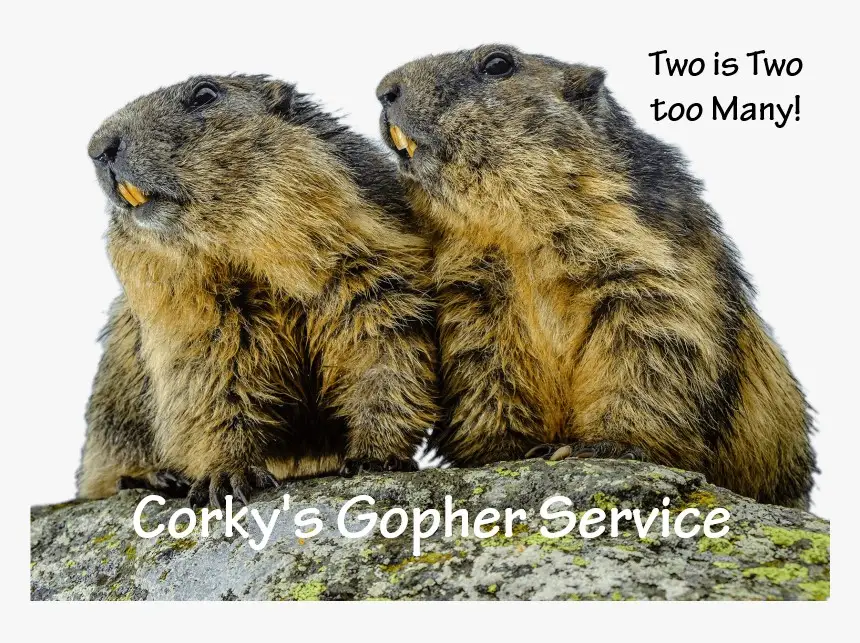Two groundhogs sitting together on a rock with text reading 'Two is Two too Many!' and 'Corky's Gopher Service'