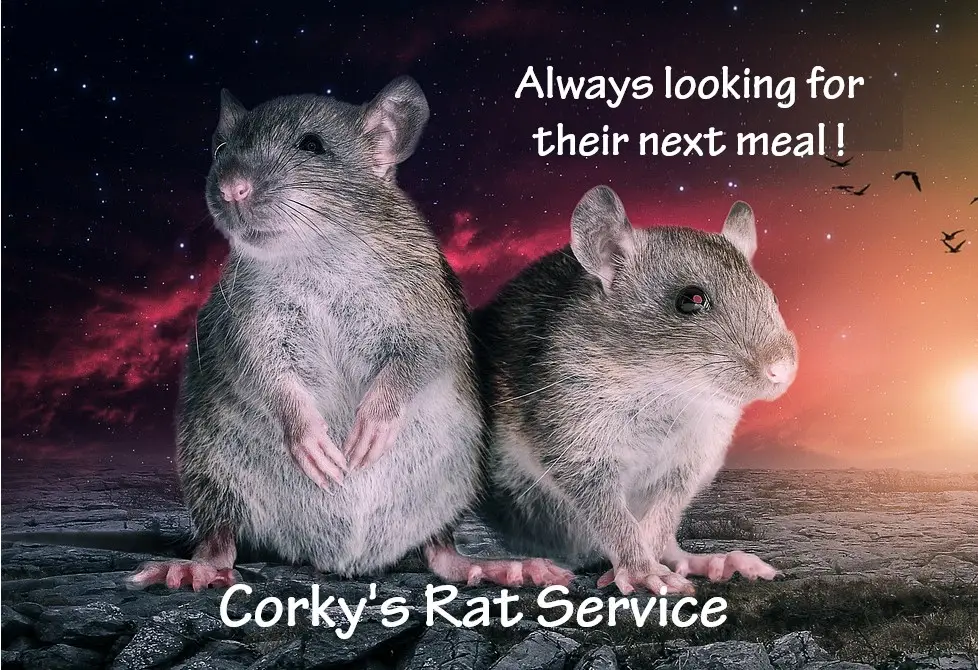 Two rats against a dramatic cosmic backdrop with text reading 'Always looking for their next meal' and 'Corky's Rat Service'
