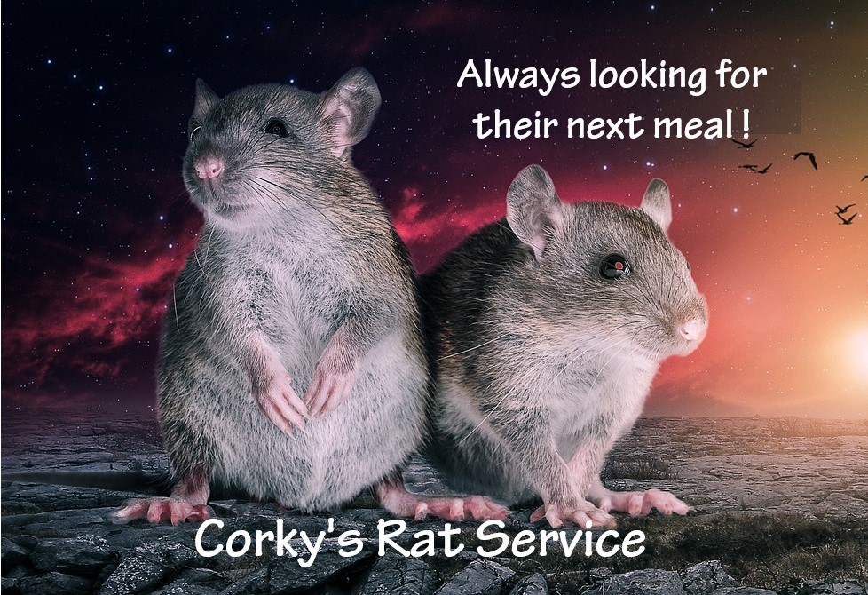 Where Did These Rats Come From and Why My House?