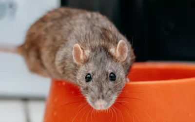 Rat Health Risks for Families and Pets (and How to Clean Safely)