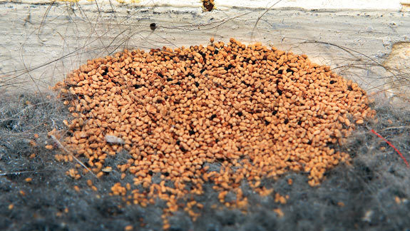 TermitePellets338x190 Treatment Aphid