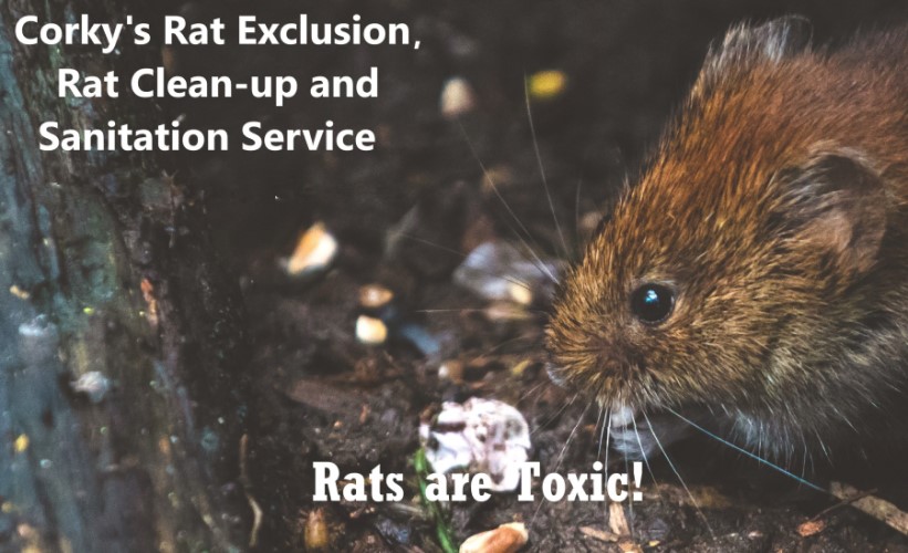 Beware! Rats are Dirty and Leave Toxic Chaos Behind.