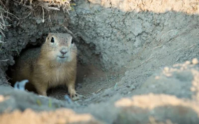 Signs of Gophers in Your Yard: What to Look For (and What to Do Next)
