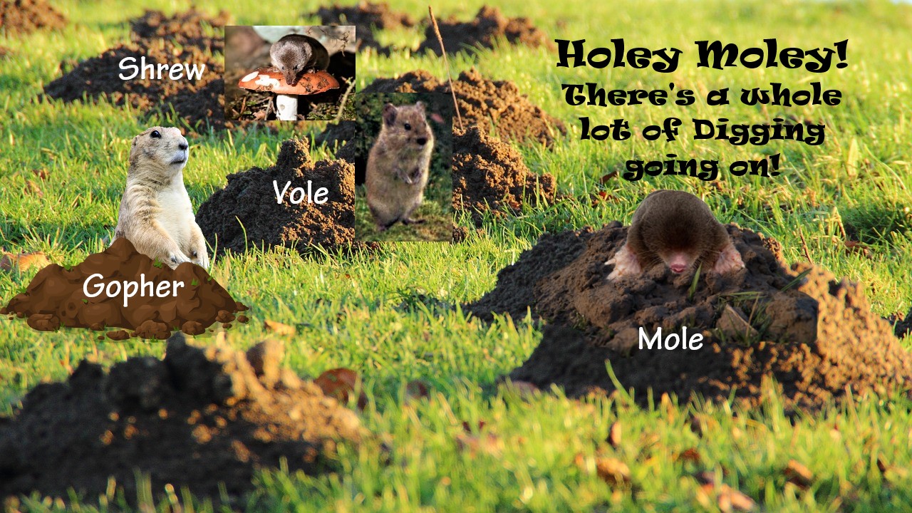 Who's Been Digging In My Yard? - Corky's Pest Control Services & Termite Services in San Diego, Los Angeles Pest Control & Riverside Pest Control Gophers Who's Been Digging In My Yard? - Corky's Pest Control Services & Termite Services in San Diego, Los Angeles Pest Control & Riverside Pest Control Gophers