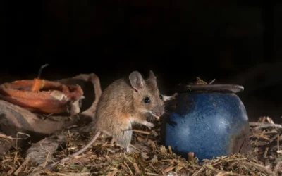 Rats and Mice in the House: A Practical Pest Control Checklist