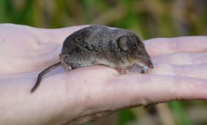 shrew-in-hand
