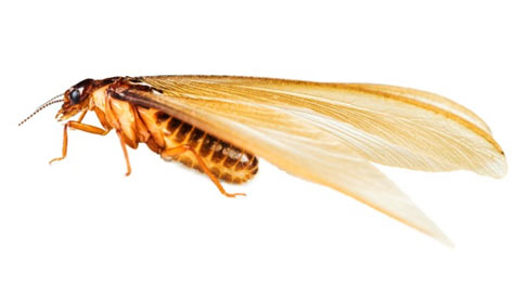 termite_corkys