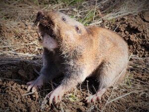 640px-camas_pocket_gopher_4-1