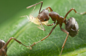 Ant carrying Aphid #2