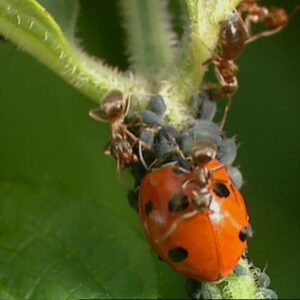 Ant_Ladybeetle