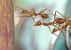 Ants Teamwork