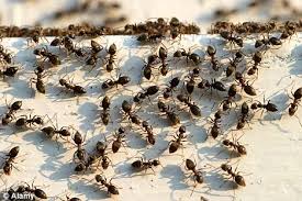 Ants in house Ant