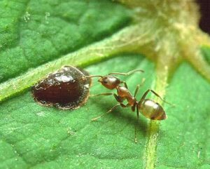 Argentine_ant