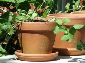 clay-pot-with-dish