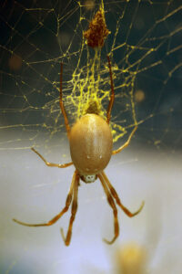 golden_silk_spider_-_flickr_-_p_a_h