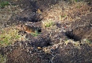 gopher-in-lawn-june-2016-corkys-2