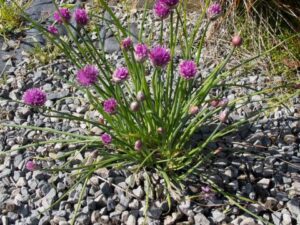 Gopher resistant plants