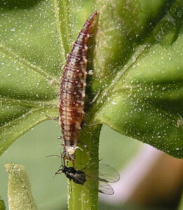 Lacewing larvae Chrysoperla_carnea_larva02