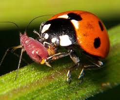 Ladybug eating aphid